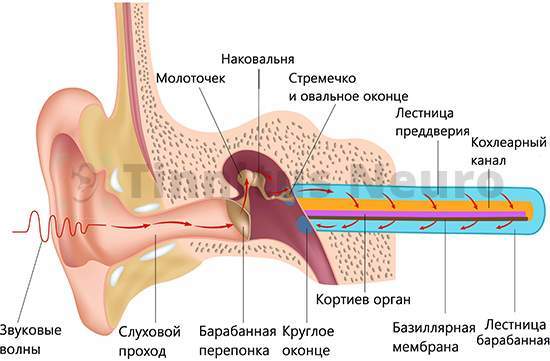 Головные боли и шум в ушах к какому врачу